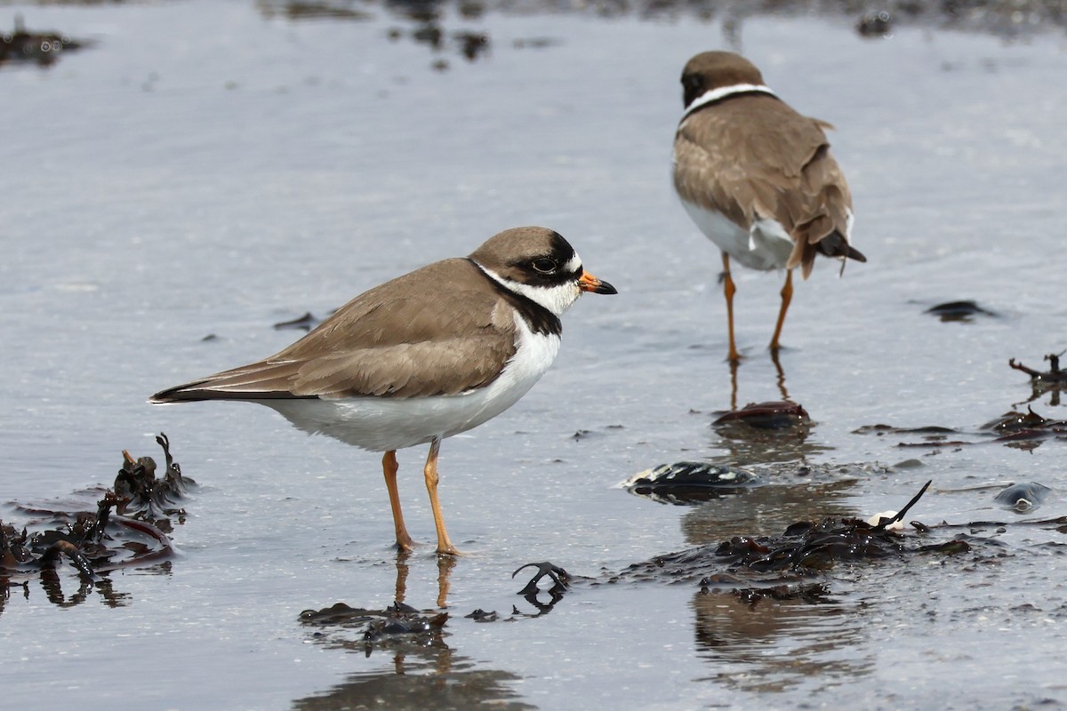 Semipalmated Plover - ML619703495