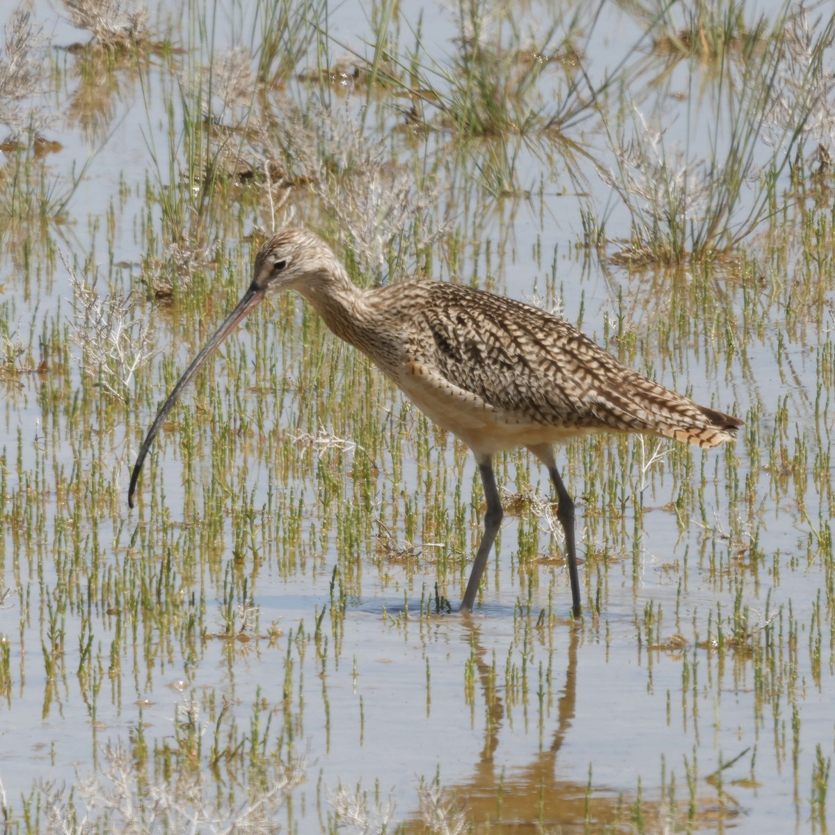 Long-billed Curlew - ML619703534