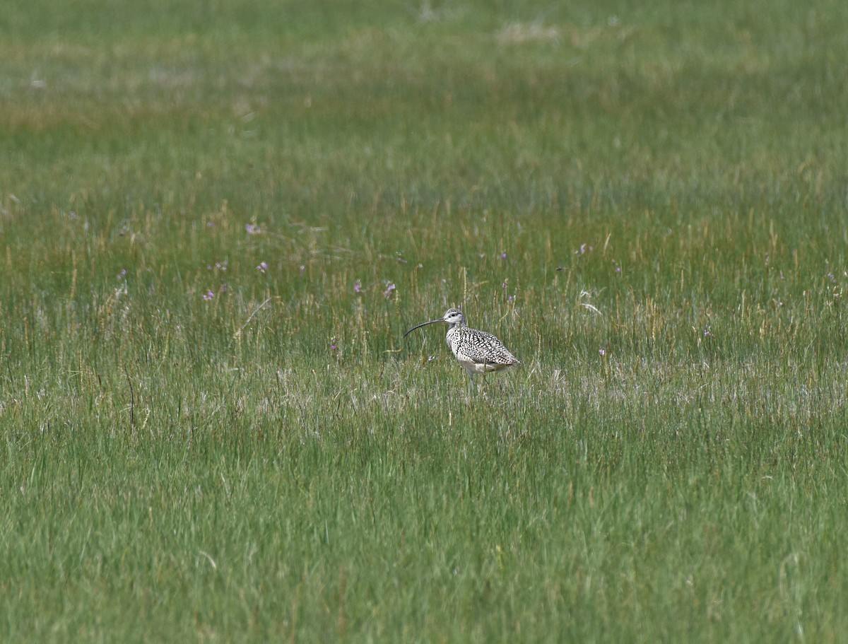 Long-billed Curlew - ML619703538