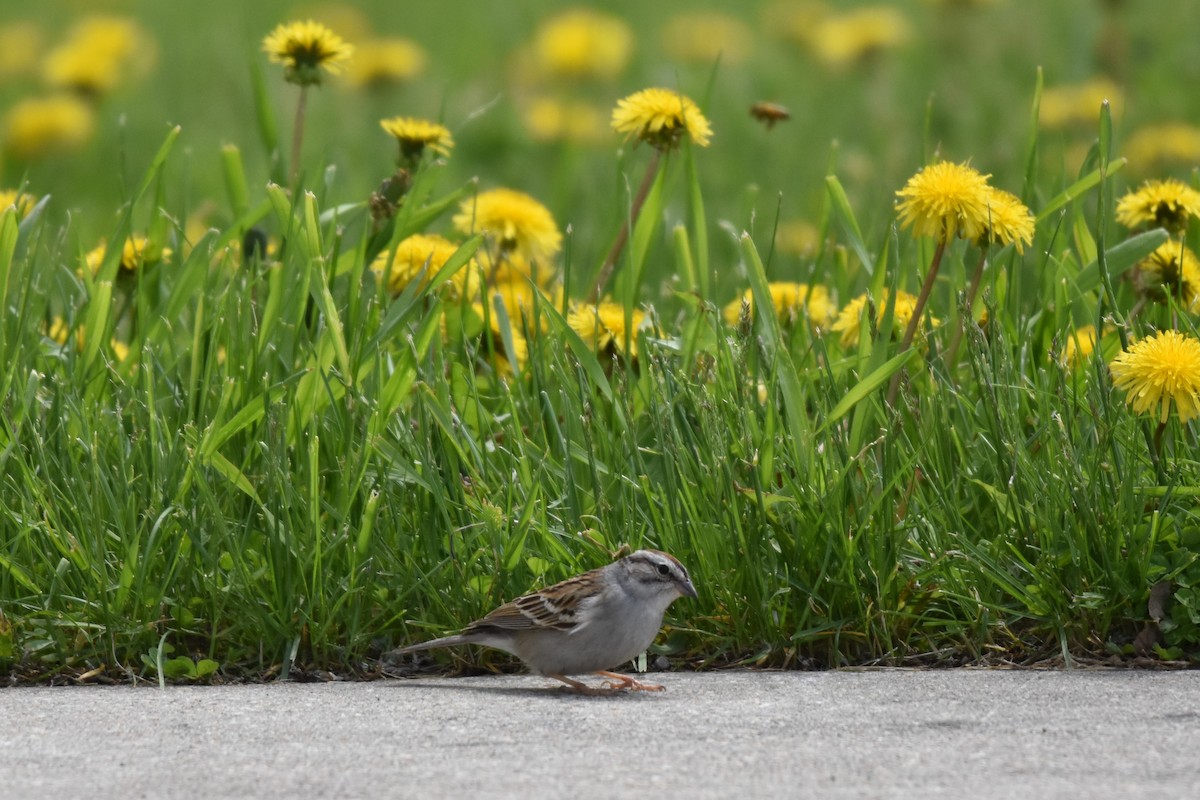 Chipping Sparrow - ML619703551