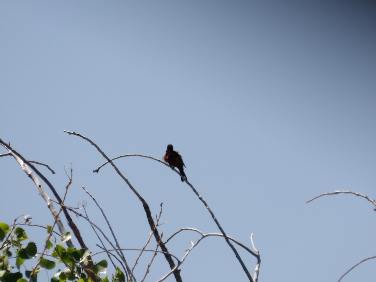 Orchard Oriole - ML619703582