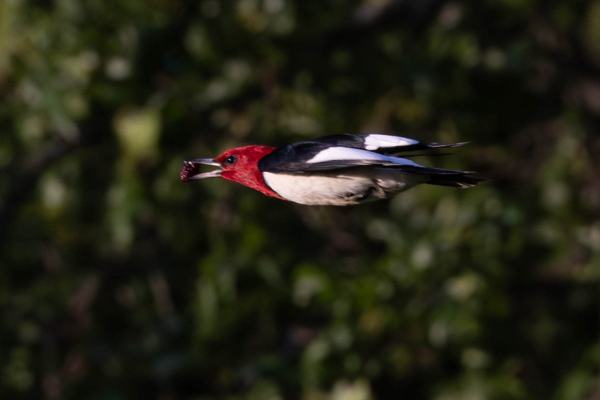 Red-headed Woodpecker - ML619703583
