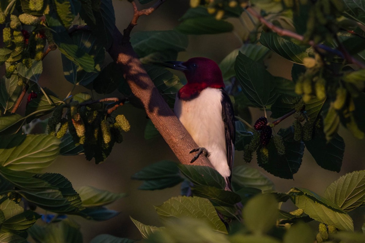 Red-headed Woodpecker - ML619703584