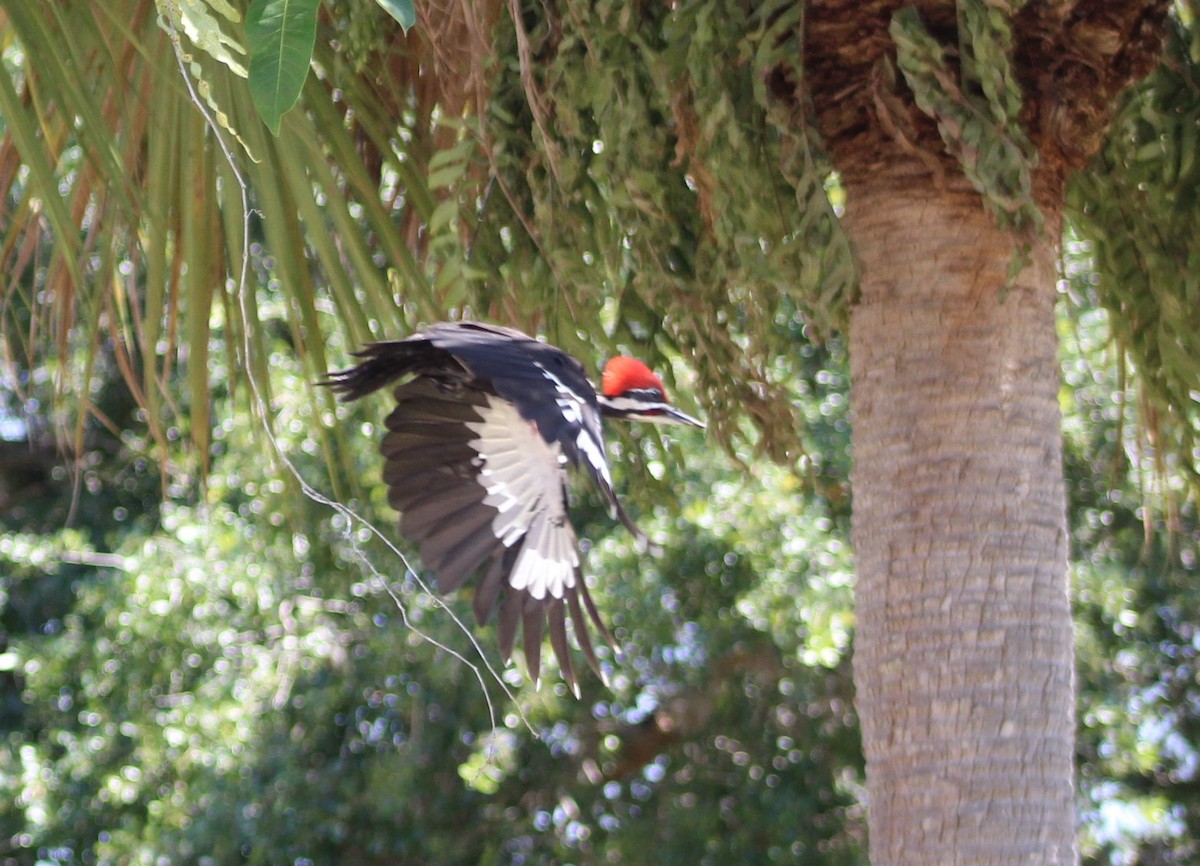 Pileated Woodpecker - ML619703692