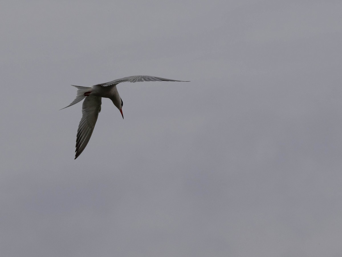 Common Tern - ML619703697