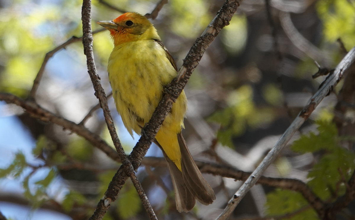 Western Tanager - ML619703700