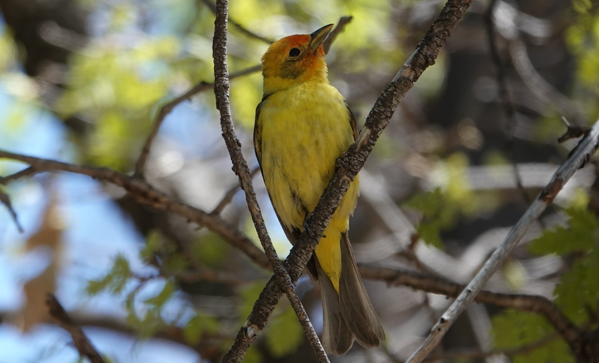 Western Tanager - ML619703702