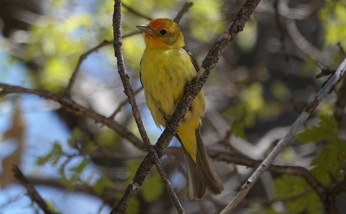 Western Tanager - ML619703703