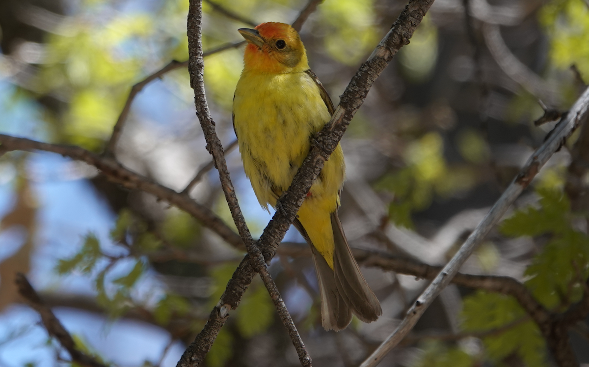 Western Tanager - ML619703704