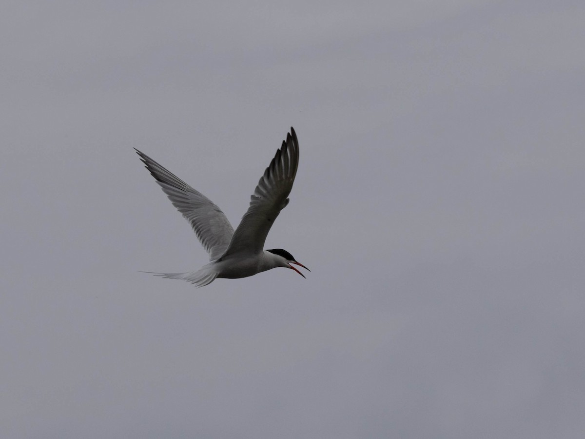 Common Tern - ML619703707
