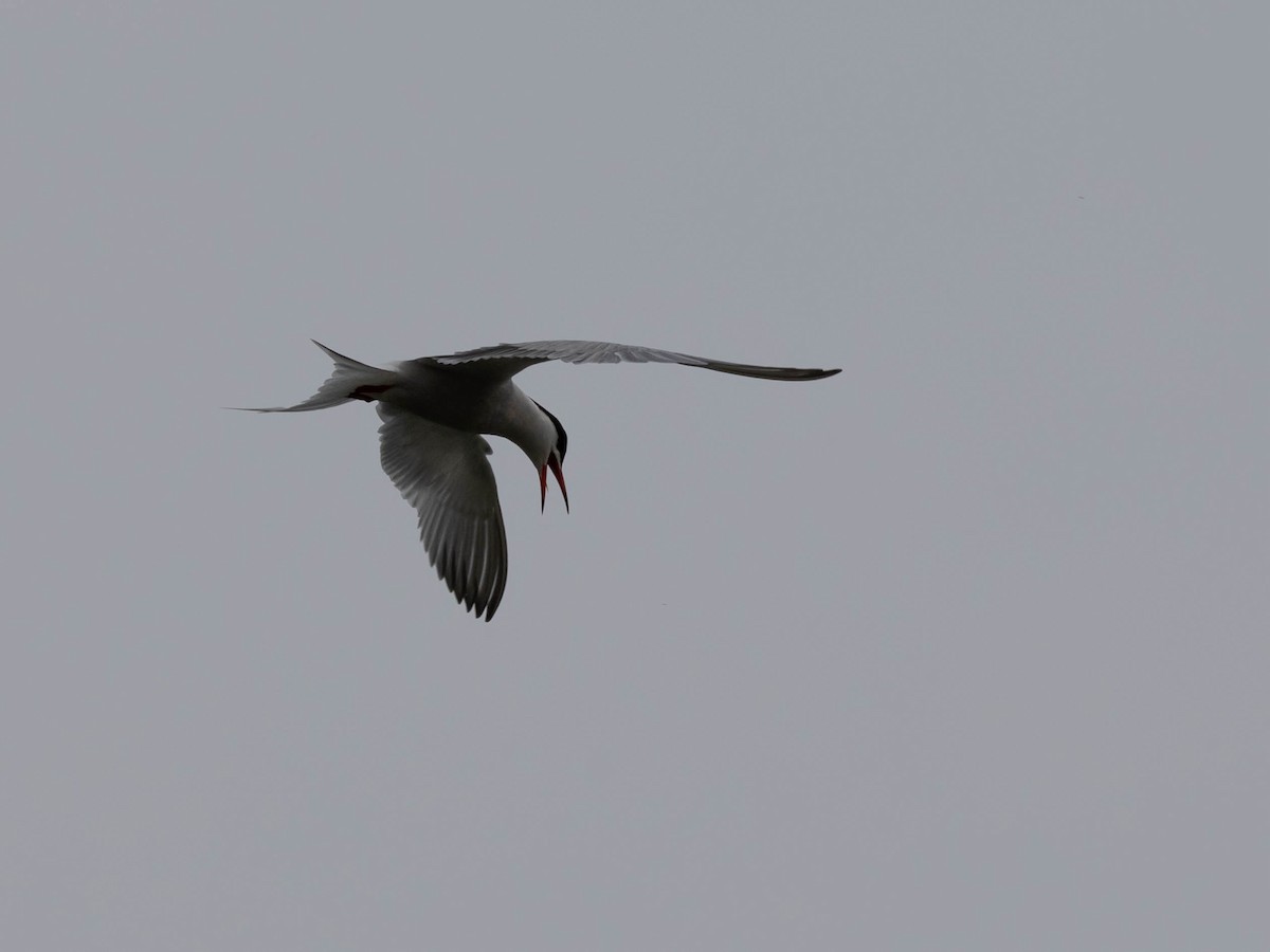 Common Tern - ML619703709