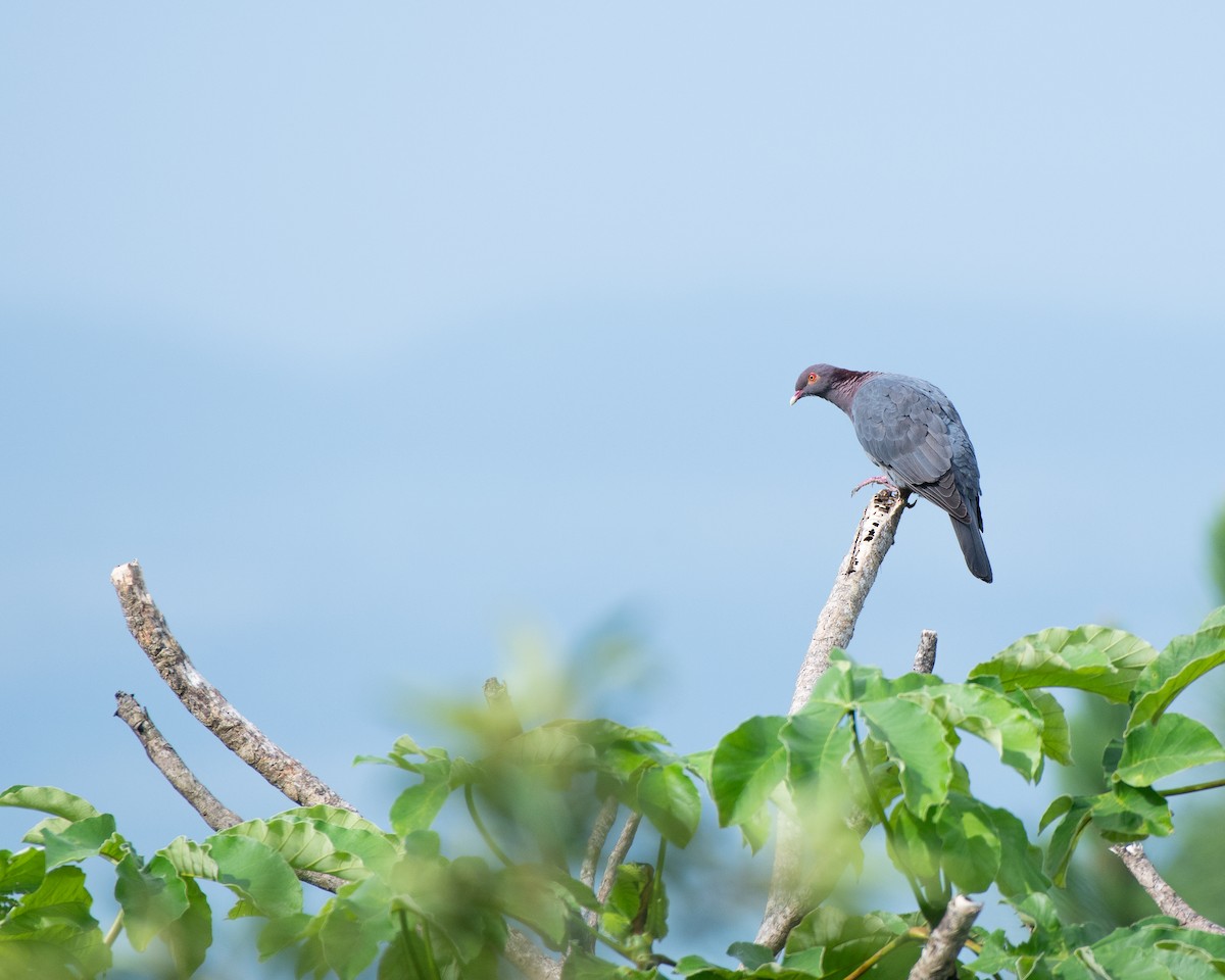 Scaly-naped Pigeon - ML619703712