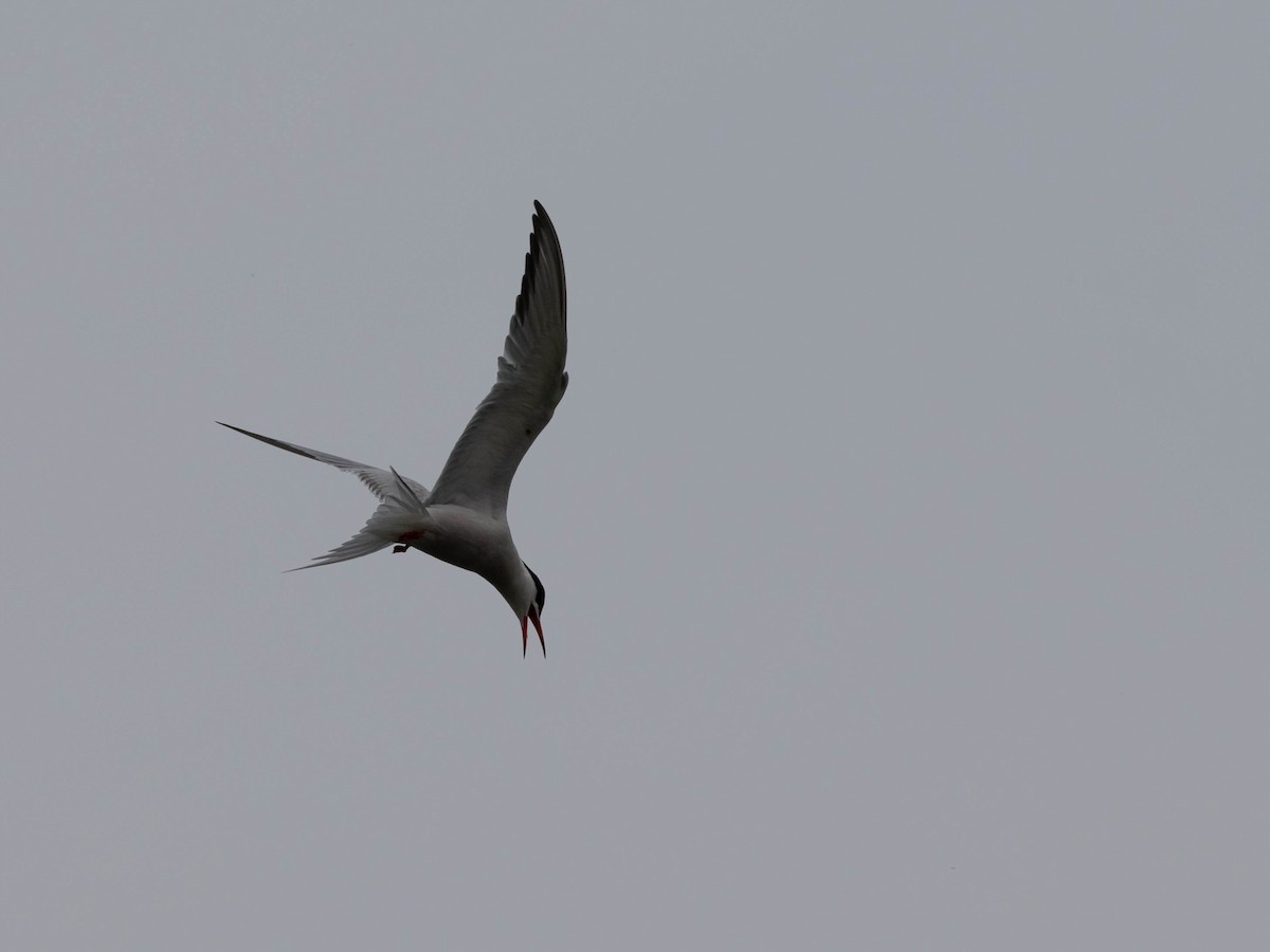Common Tern - ML619703717