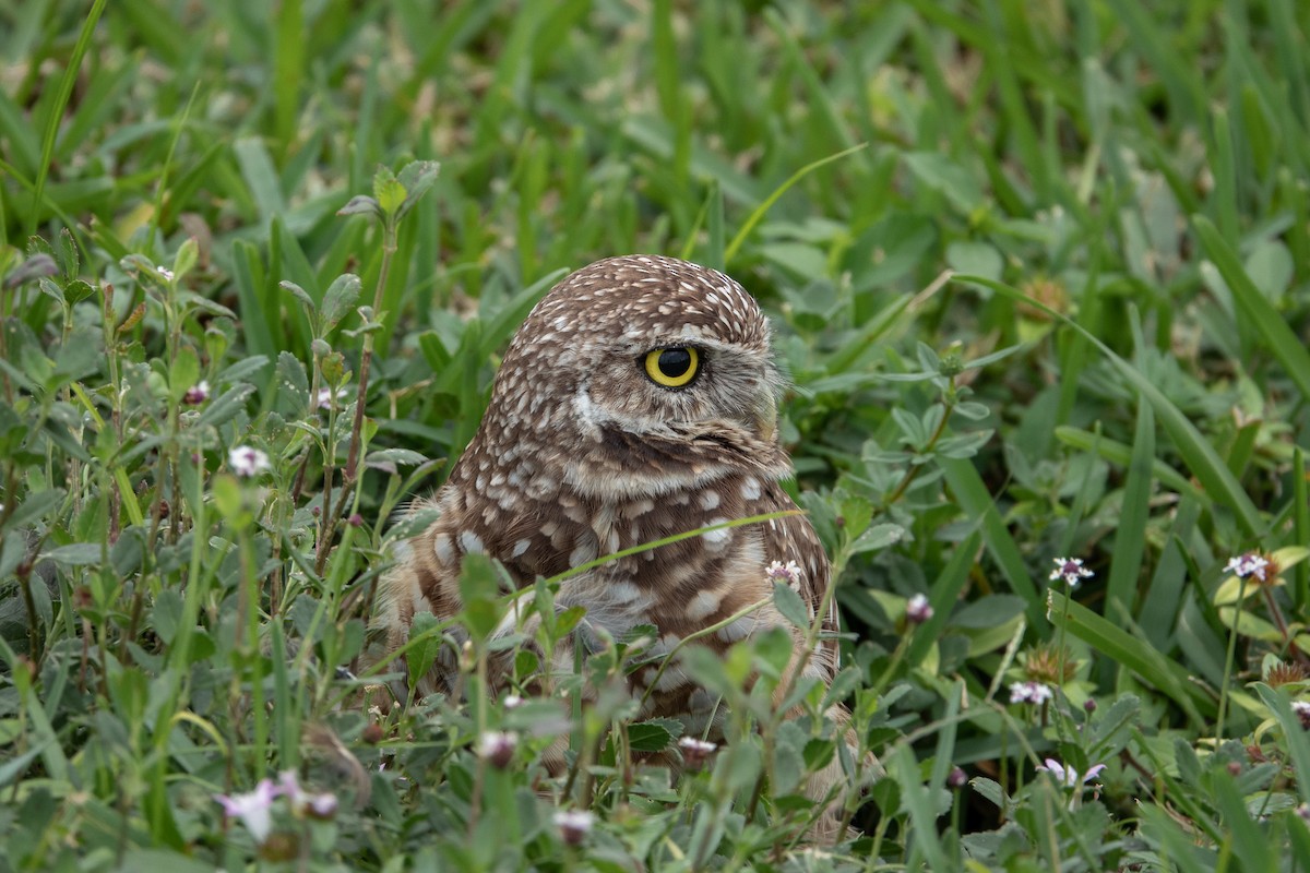 Burrowing Owl - ML619703762