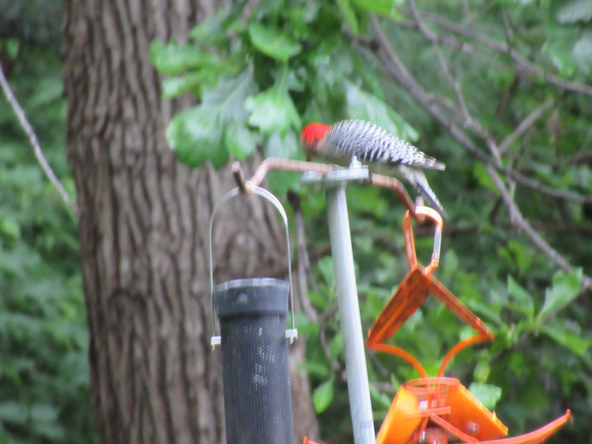 Red-bellied Woodpecker - ML619703798