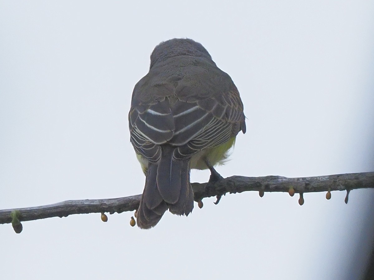Swallow-winged Puffbird - ML619703805