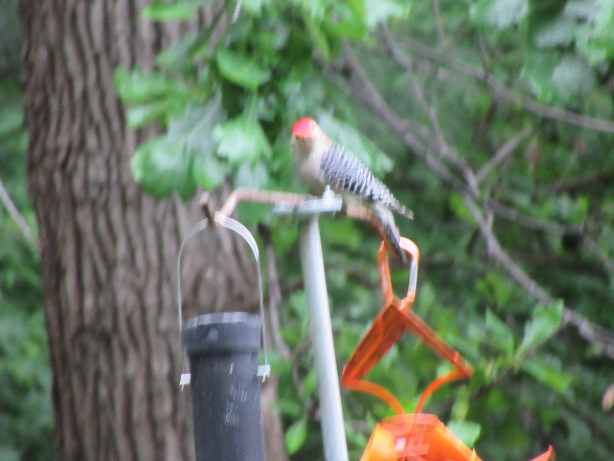 Red-bellied Woodpecker - ML619703809