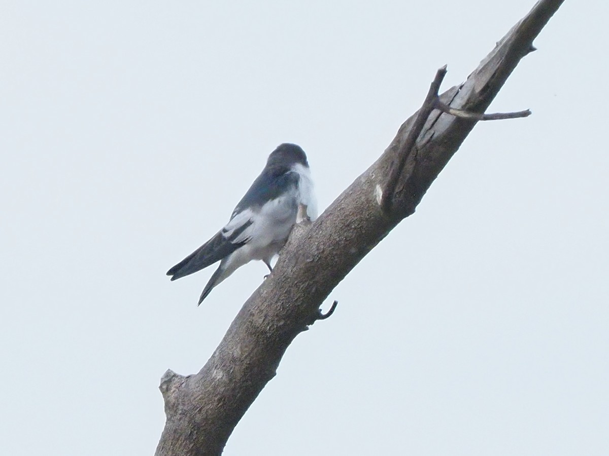 White-winged Swallow - ML619703842