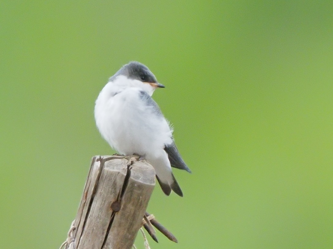 White-winged Swallow - ML619703843