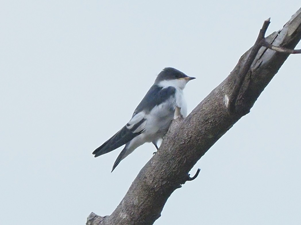 White-winged Swallow - ML619703845