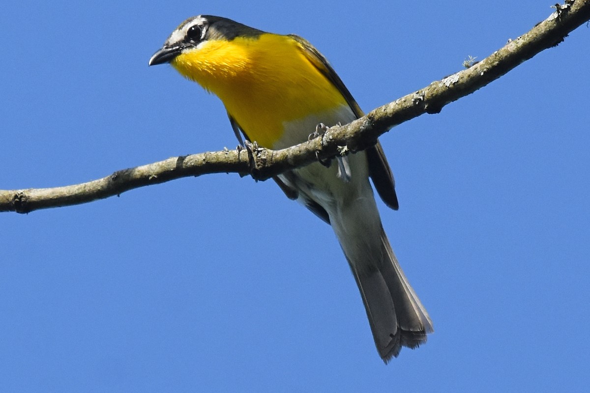 Yellow-breasted Chat - ML619703869