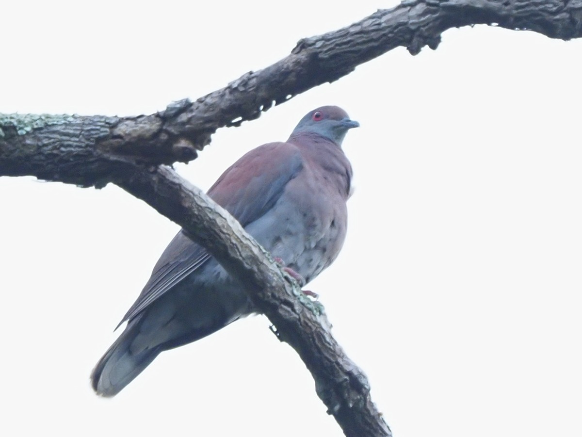 Pale-vented Pigeon - ML619703895