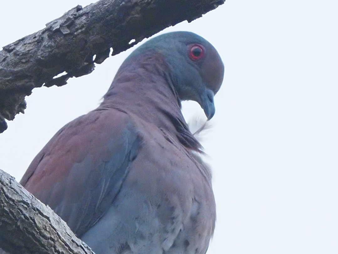 Pale-vented Pigeon - ML619703897