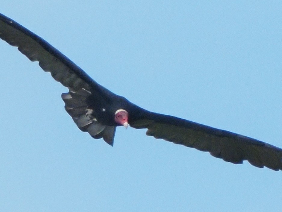 Turkey Vulture - ML619703949