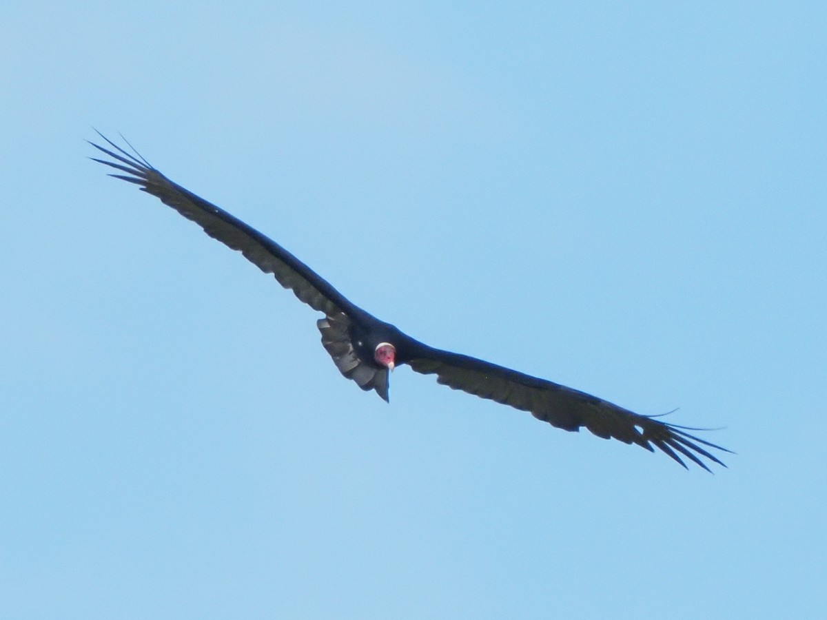 Turkey Vulture - ML619703950