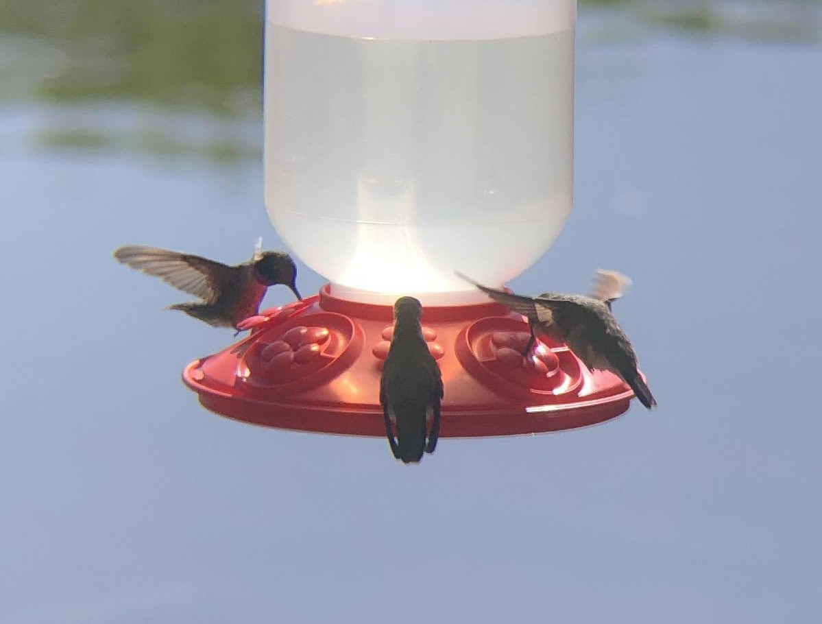 Black-chinned Hummingbird - ML619703964