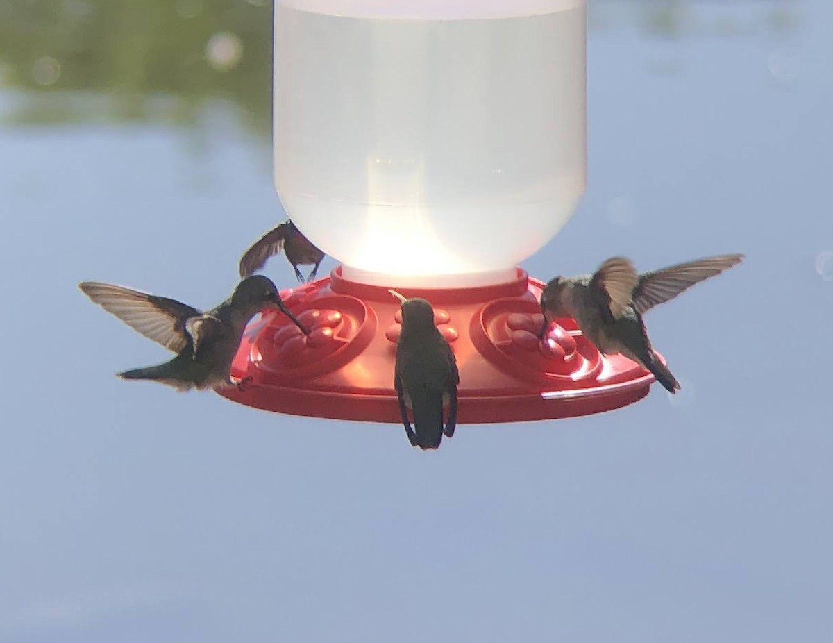 Black-chinned Hummingbird - ML619703965