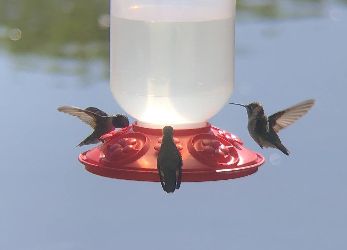 Black-chinned Hummingbird - ML619703966