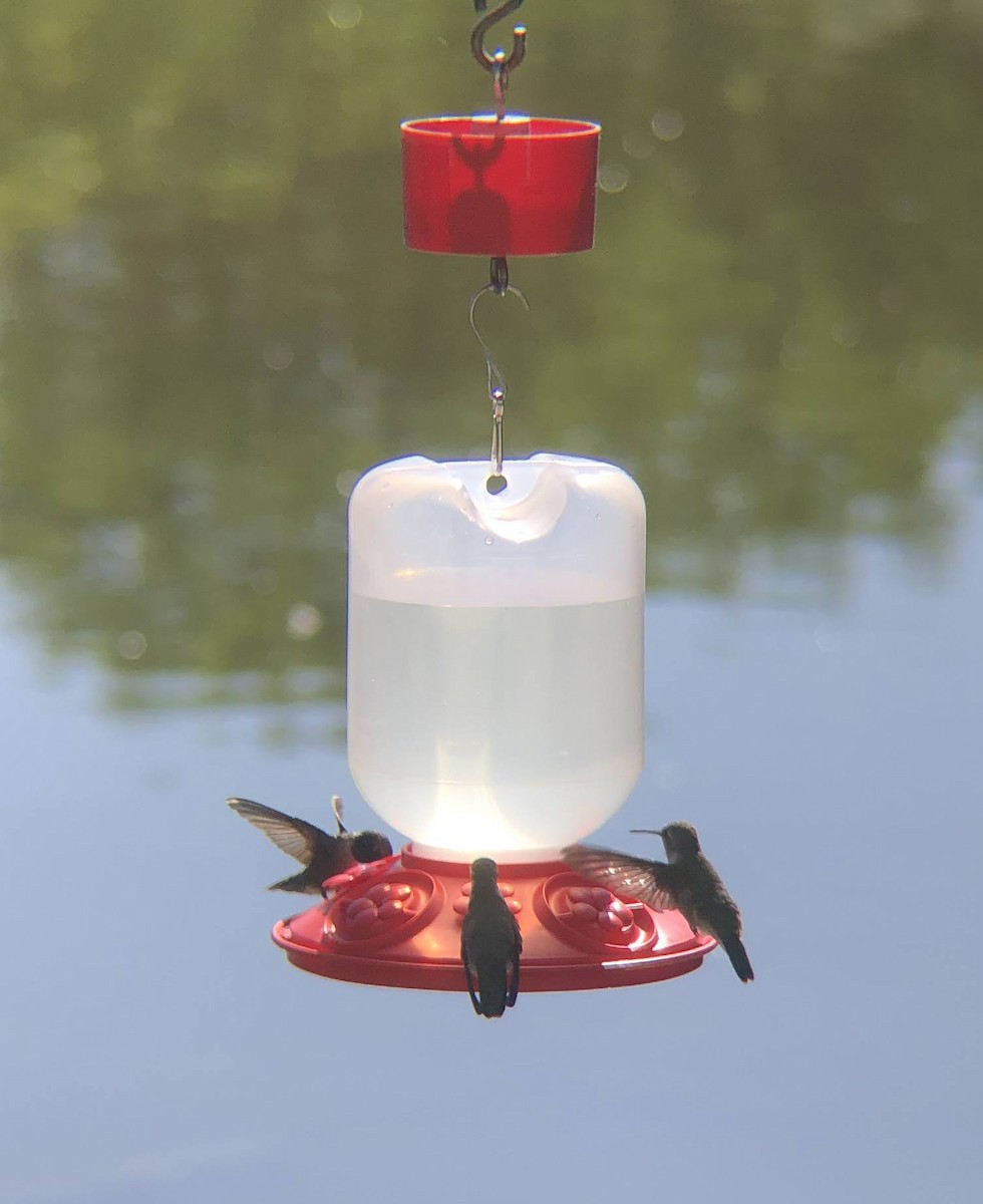 Black-chinned Hummingbird - ML619703968