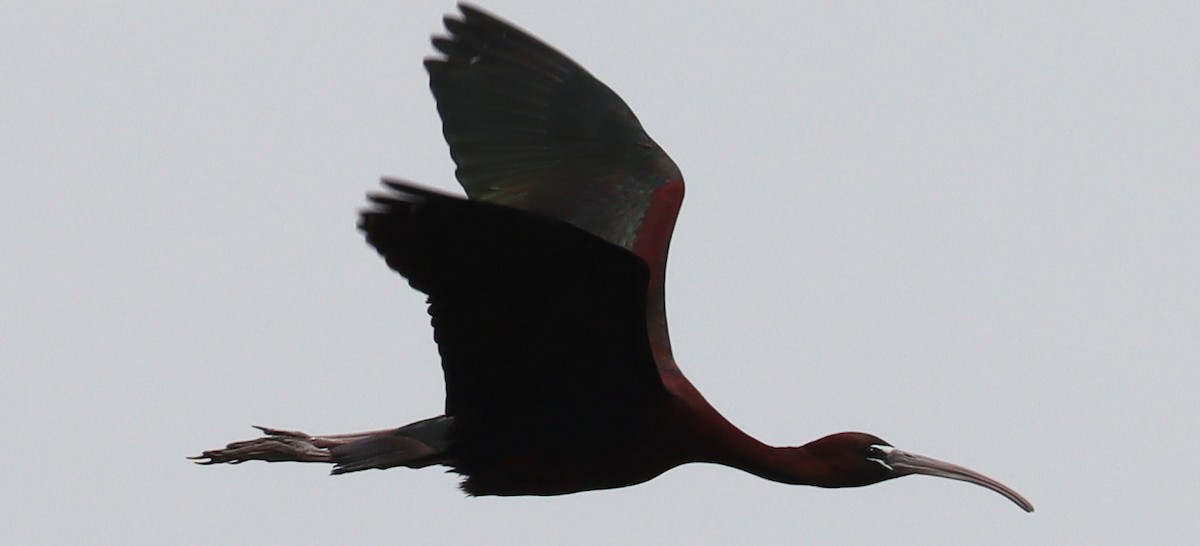ibis hnědý - ML619703978