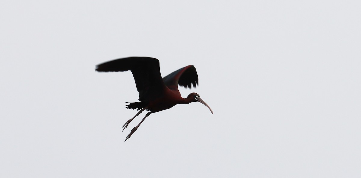 ibis hnědý - ML619703997