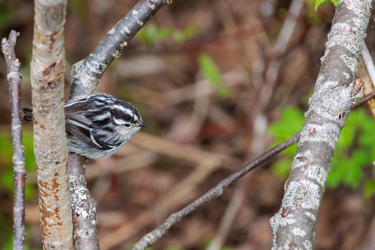 Black-and-white Warbler - ML619704002