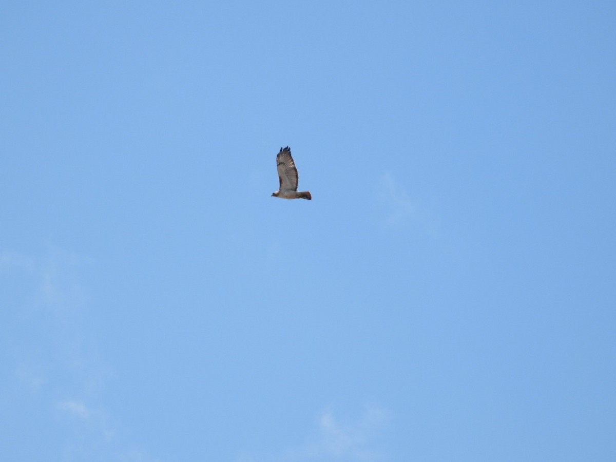 Red-tailed Hawk - ML619704007