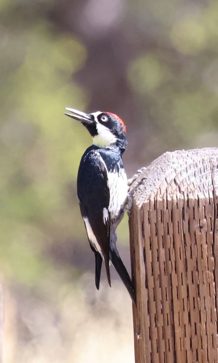 Acorn Woodpecker - ML619704101