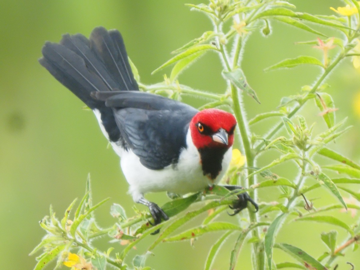 Red-capped Cardinal - ML619704109
