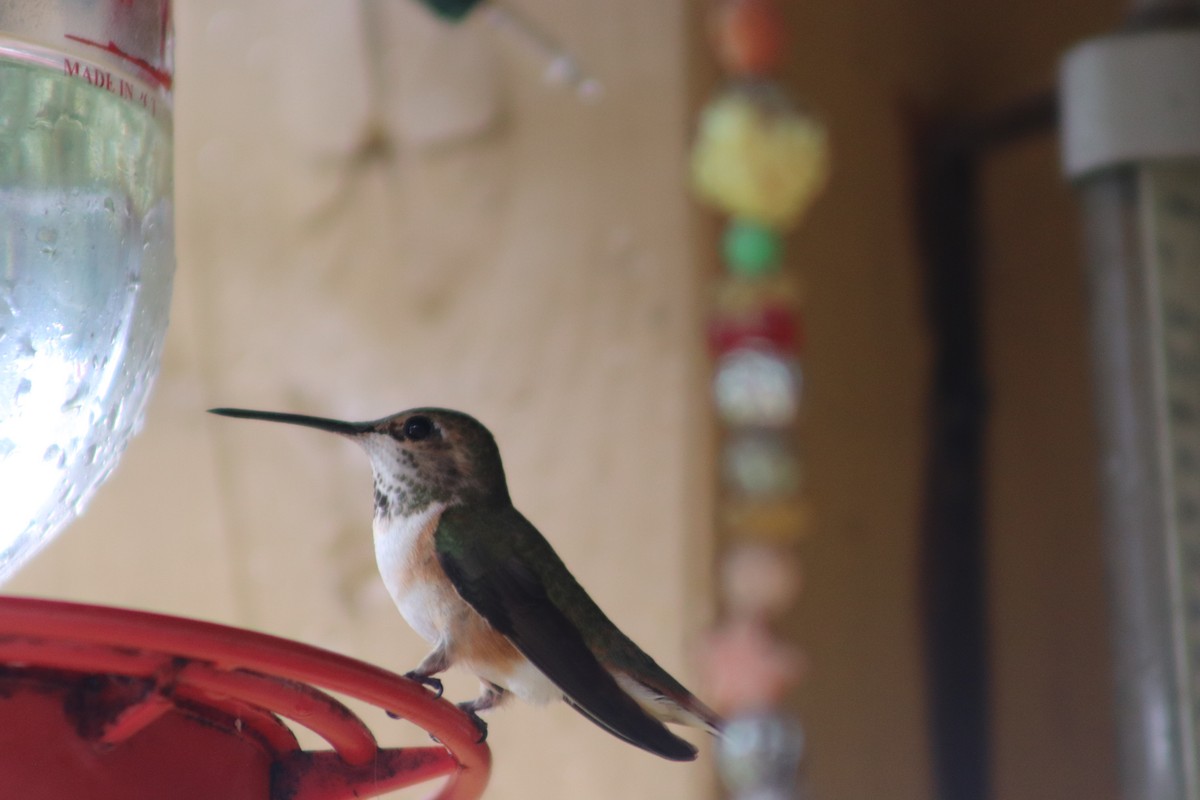 Anna's Hummingbird - ML619704126