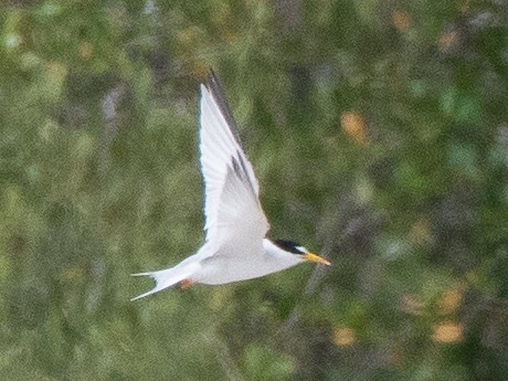 Least Tern - ML619704141