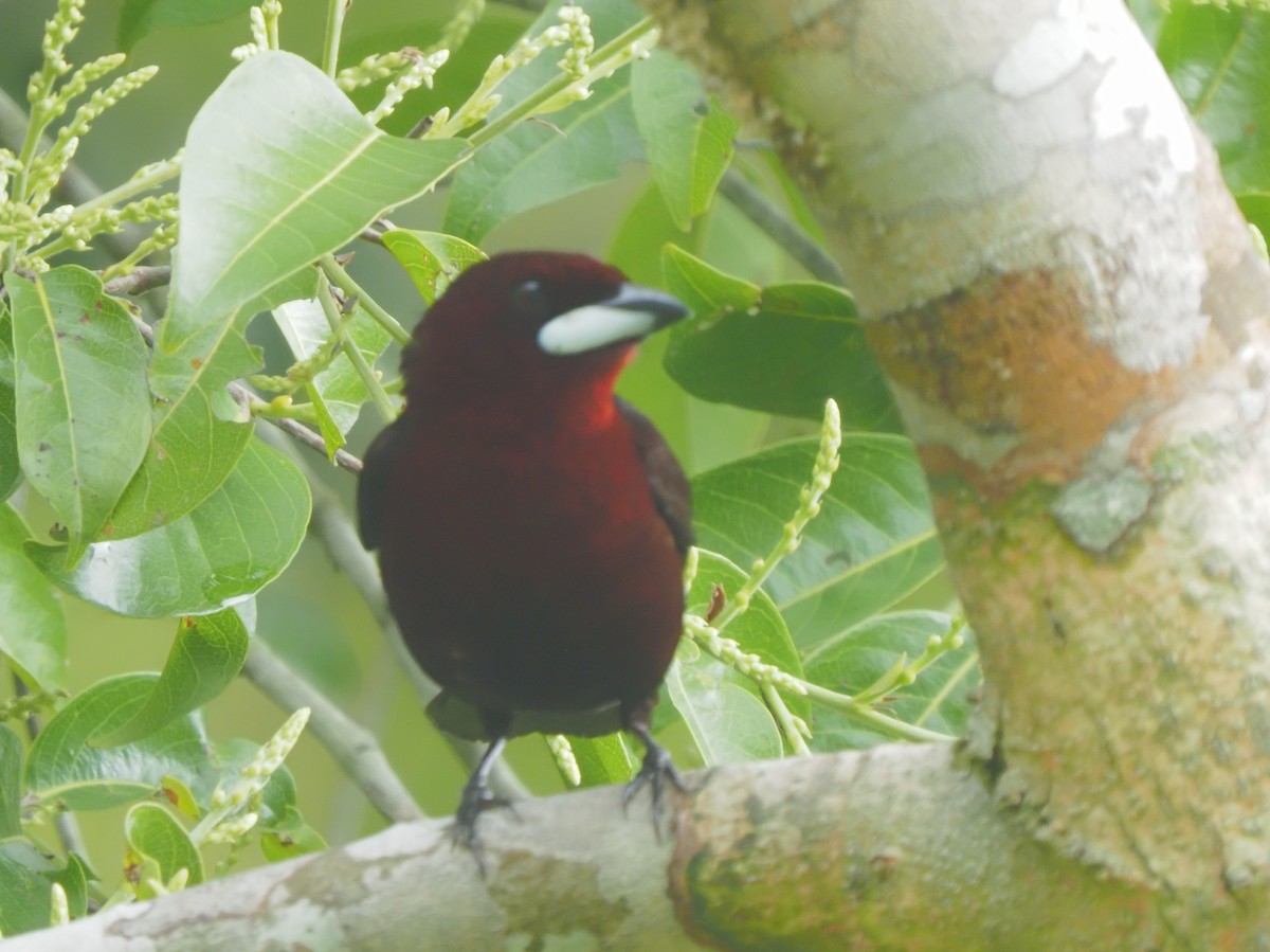 Silver-beaked Tanager - ML619704157