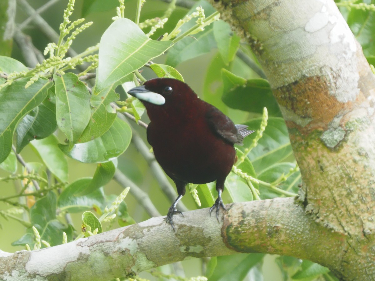 Silver-beaked Tanager - ML619704158