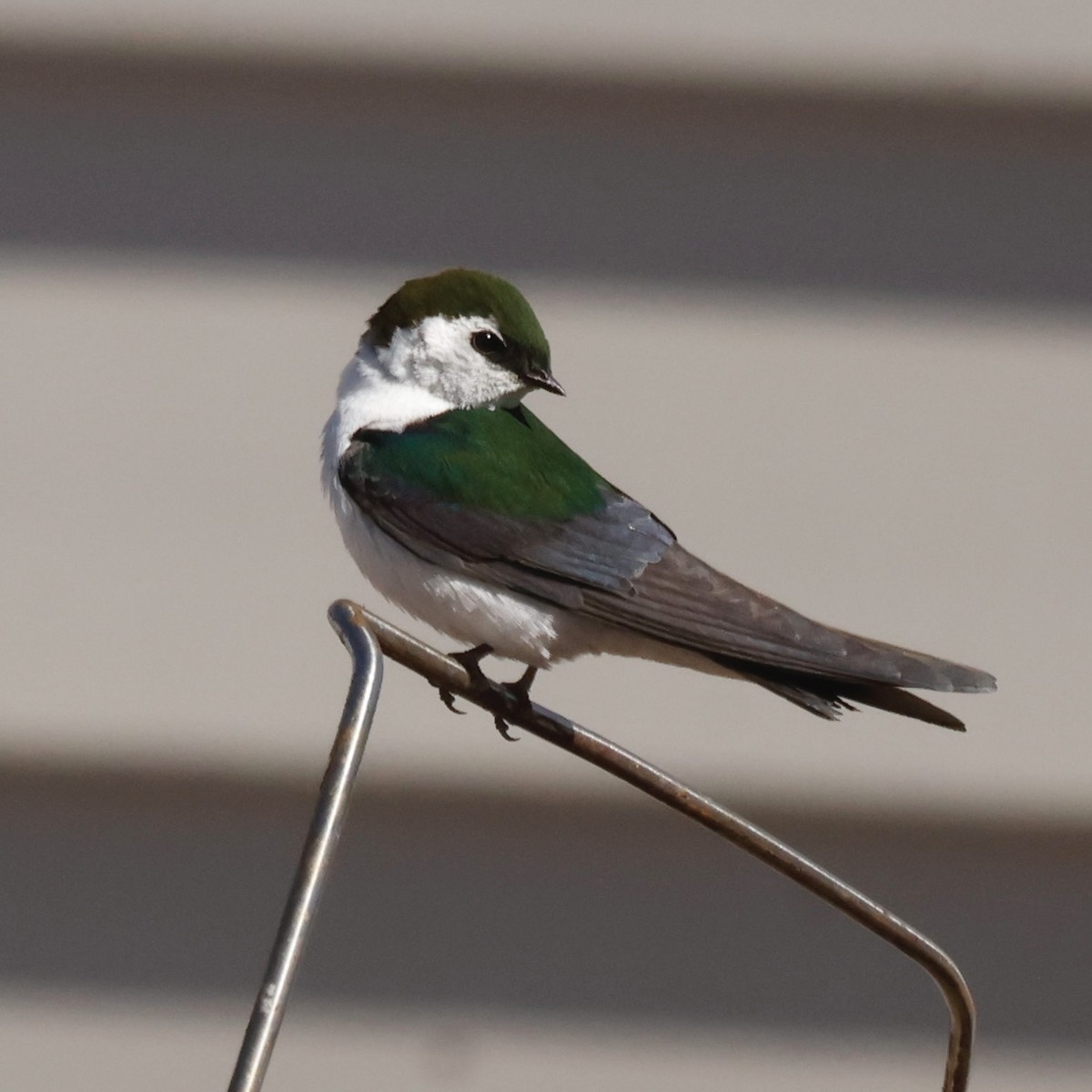 Violet-green Swallow - ML619704161