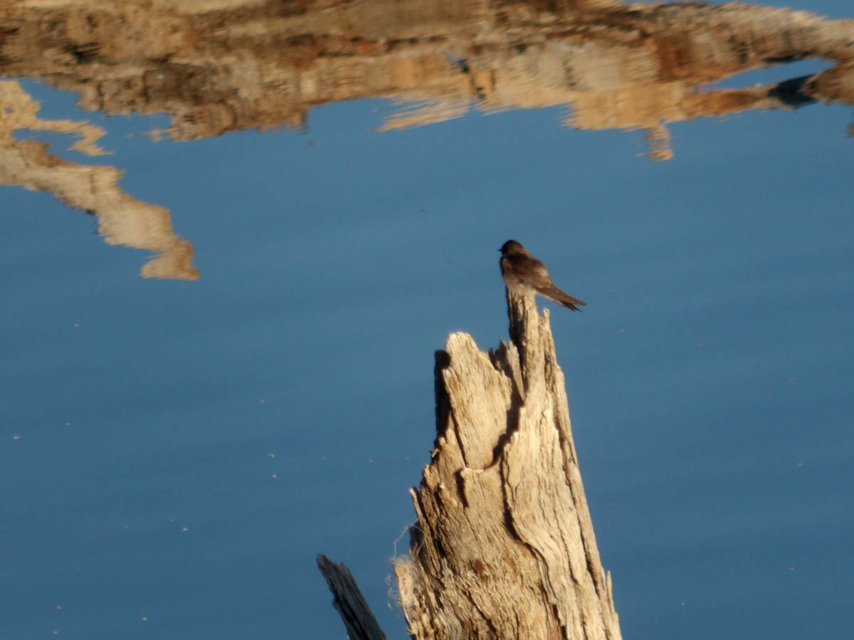 Northern Rough-winged Swallow - ML619704347