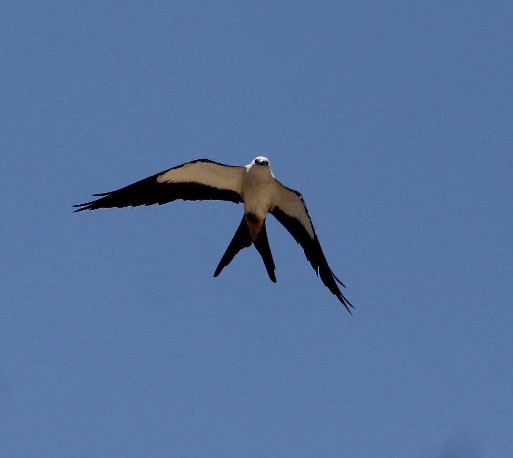 Swallow-tailed Kite - ML619704352