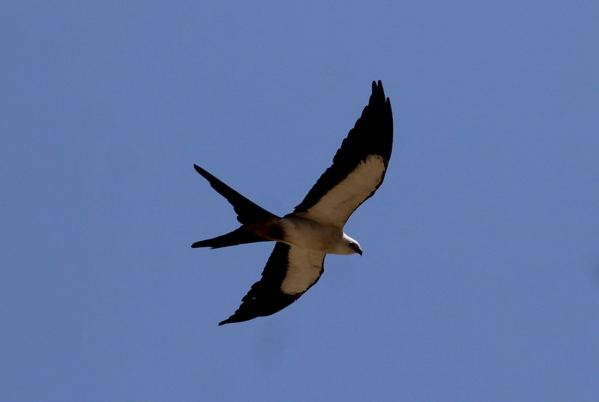 Swallow-tailed Kite - ML619704361
