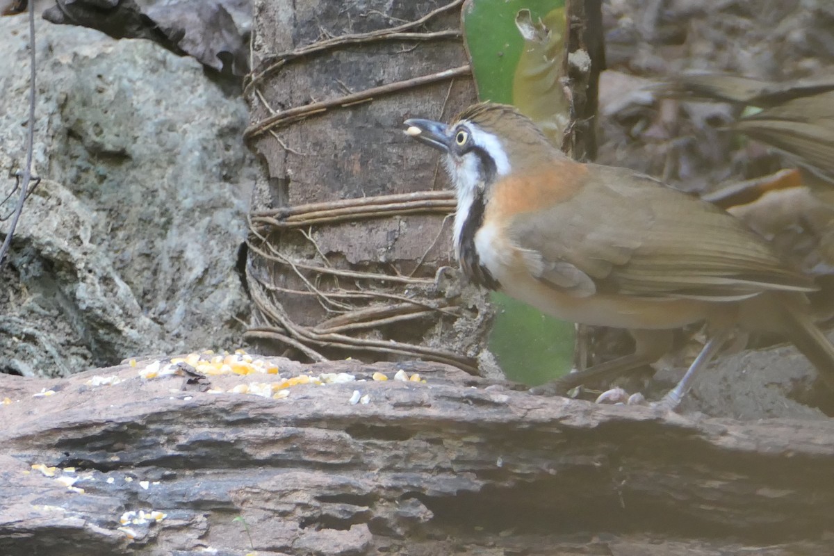Lesser Necklaced Laughingthrush - ML619704431