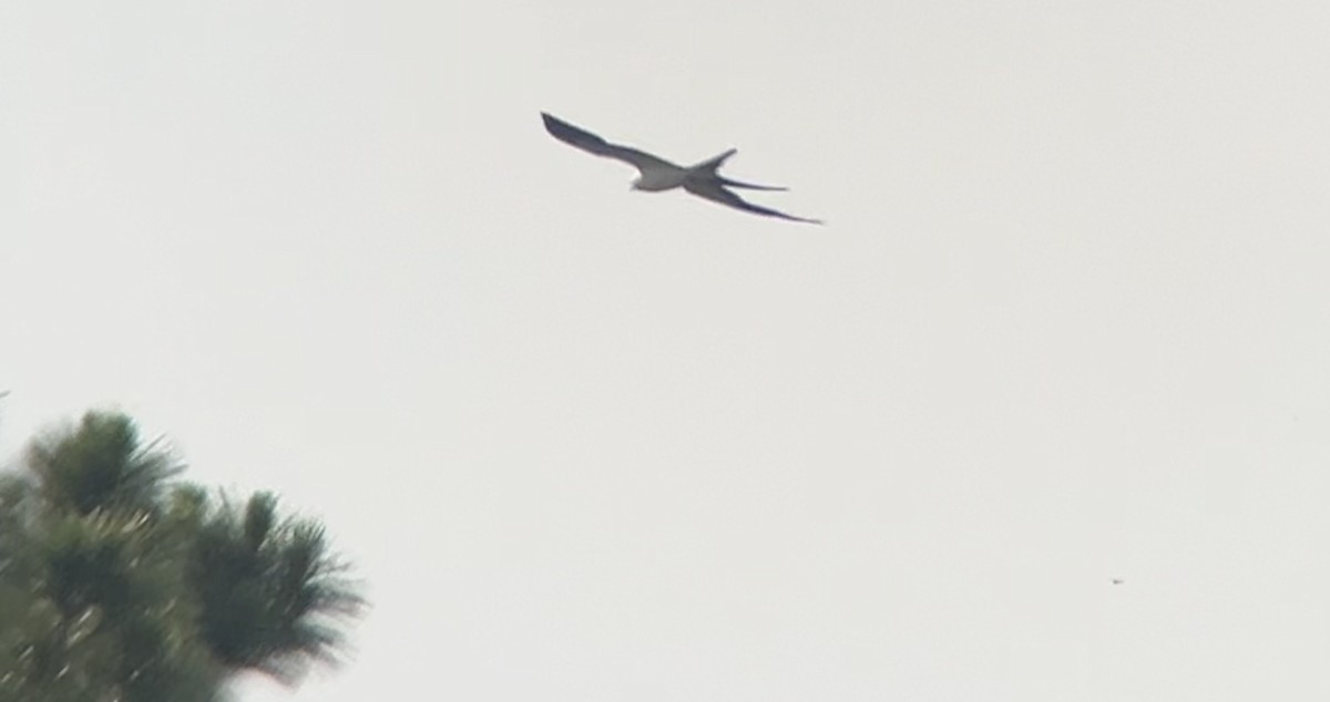 Swallow-tailed Kite - ML619704496