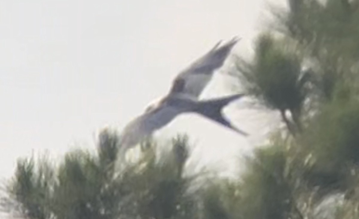 Swallow-tailed Kite - ML619704501